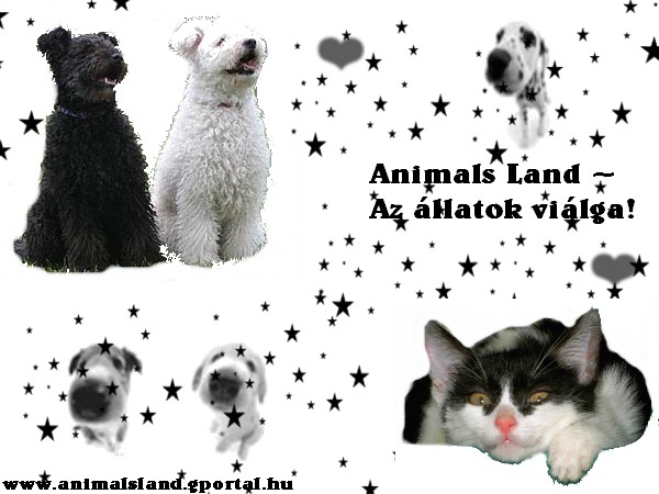 Animals Land:Az llatok orszga!